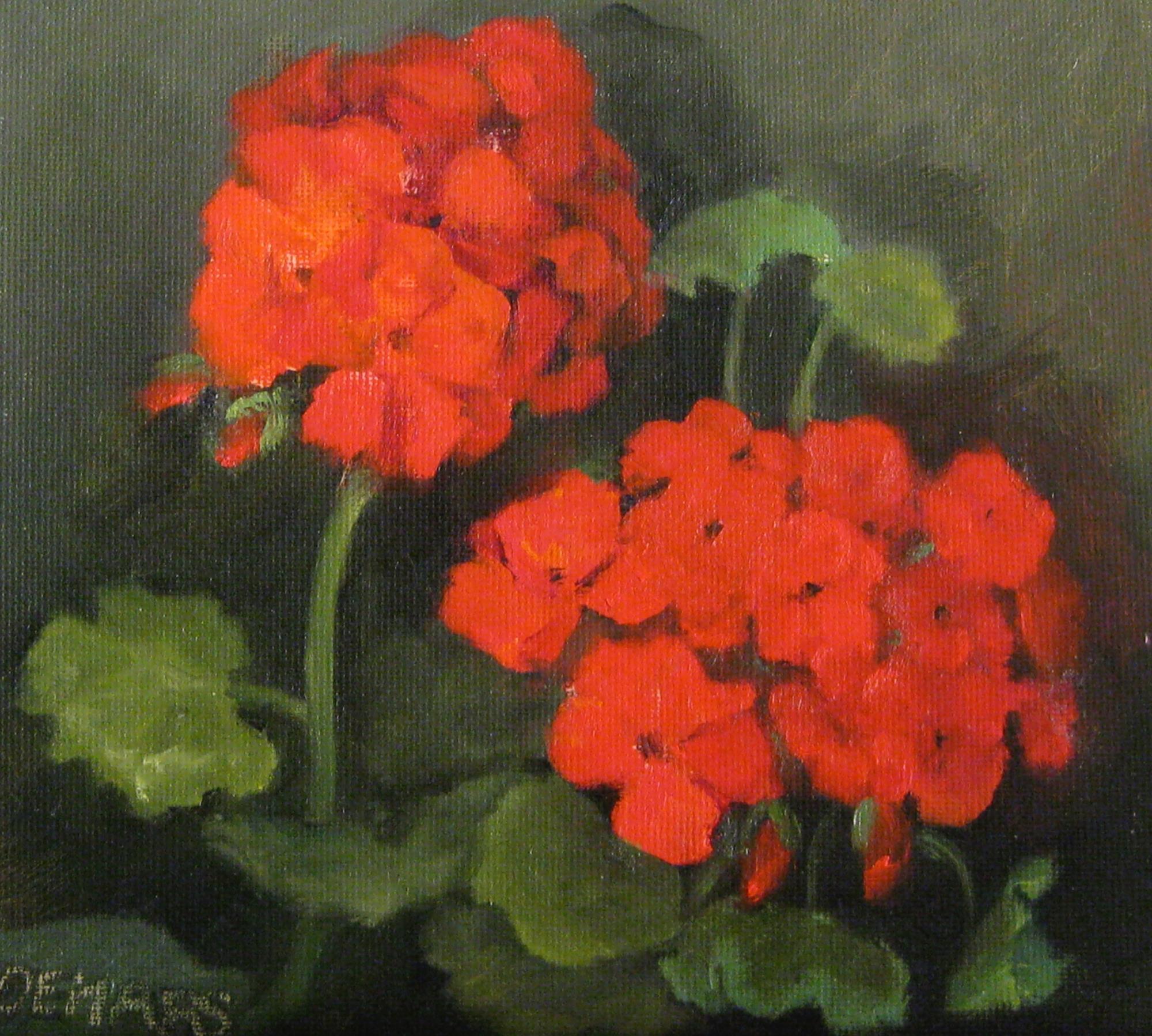 2JanDeMars_geraniums