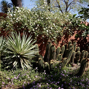 Photo of cacti and desert shrubs