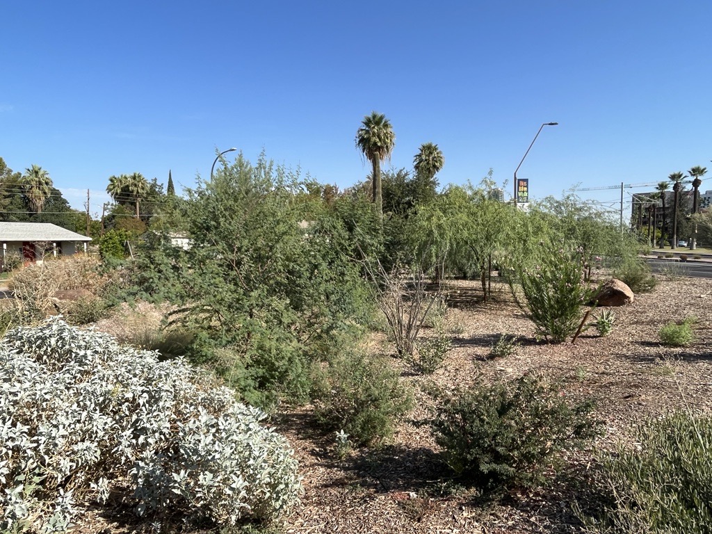 Native plants in a bioretention area on the median at Mill Ave and 12th St