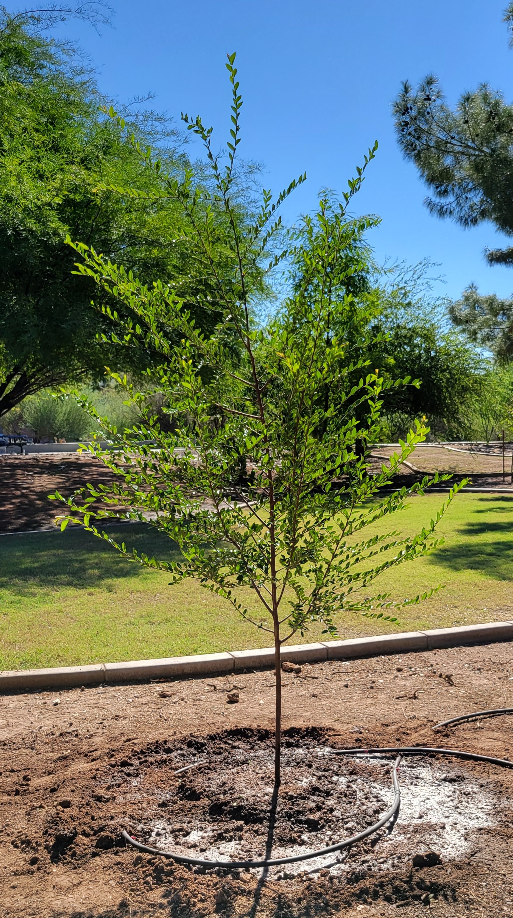 Tree at Xeriscape Garden