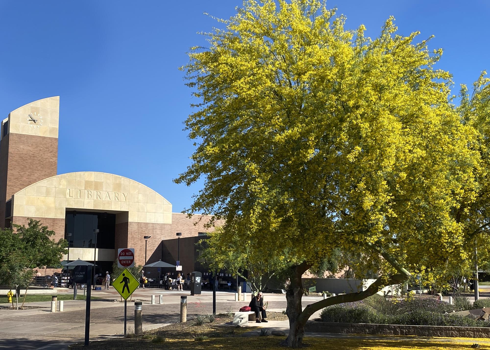 Photo of Palo Verde tree in front of the Tempe Public Library