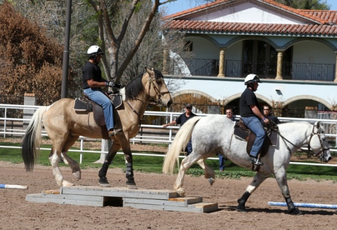 two horses going over a mock bridge in obstacle training