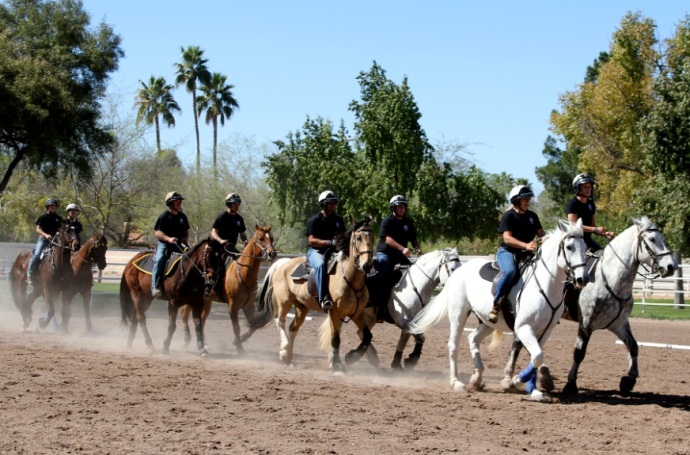 horses close together for formation training