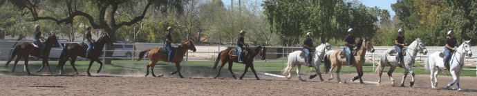 line of horses in an arena during equitation training